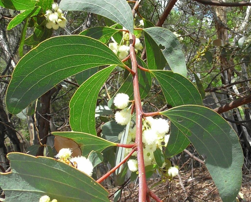 Acacia leptoloba photo 6