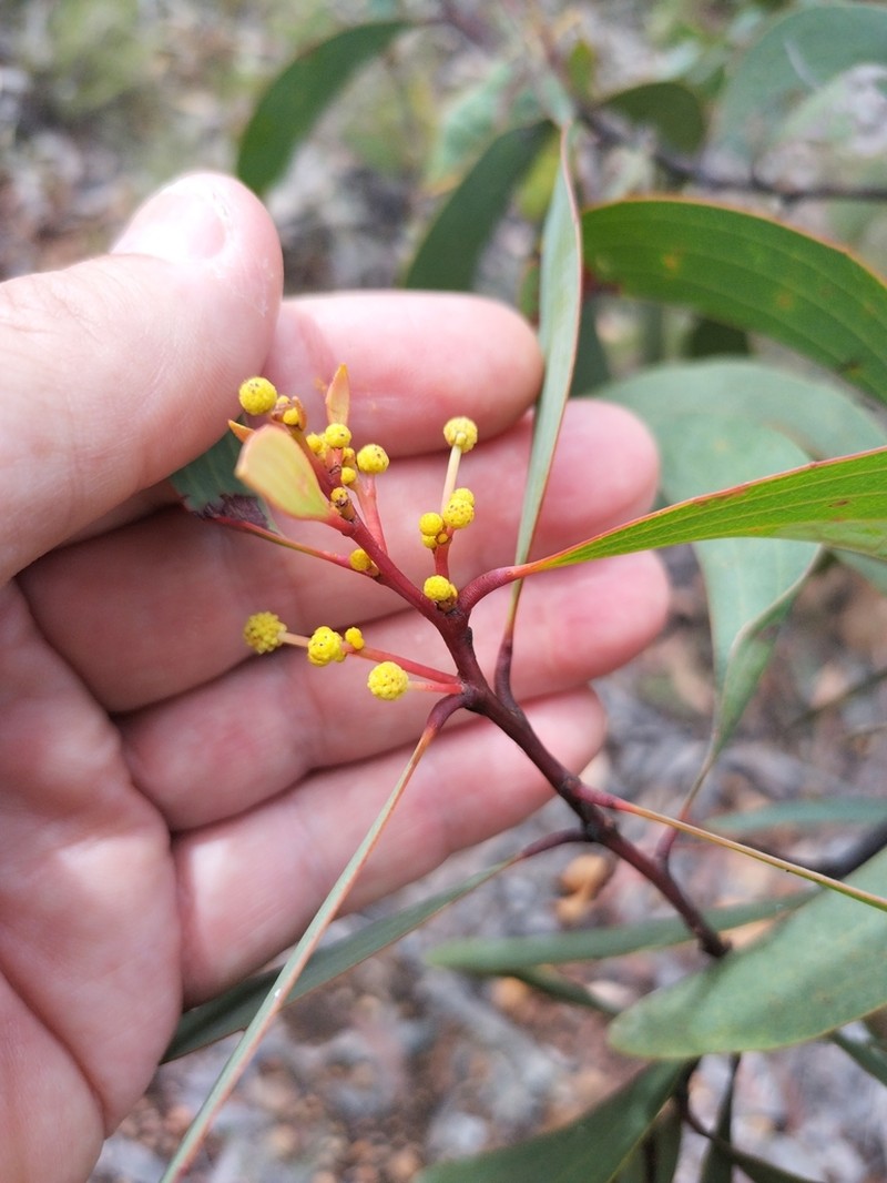 Acacia leptoloba photo 7