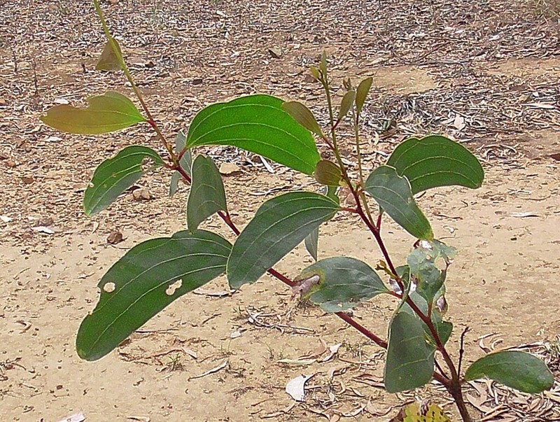 Acacia leptoloba photo 8