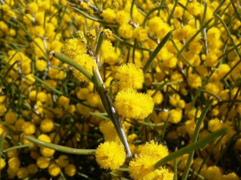 Acacia leptoneura photo 5