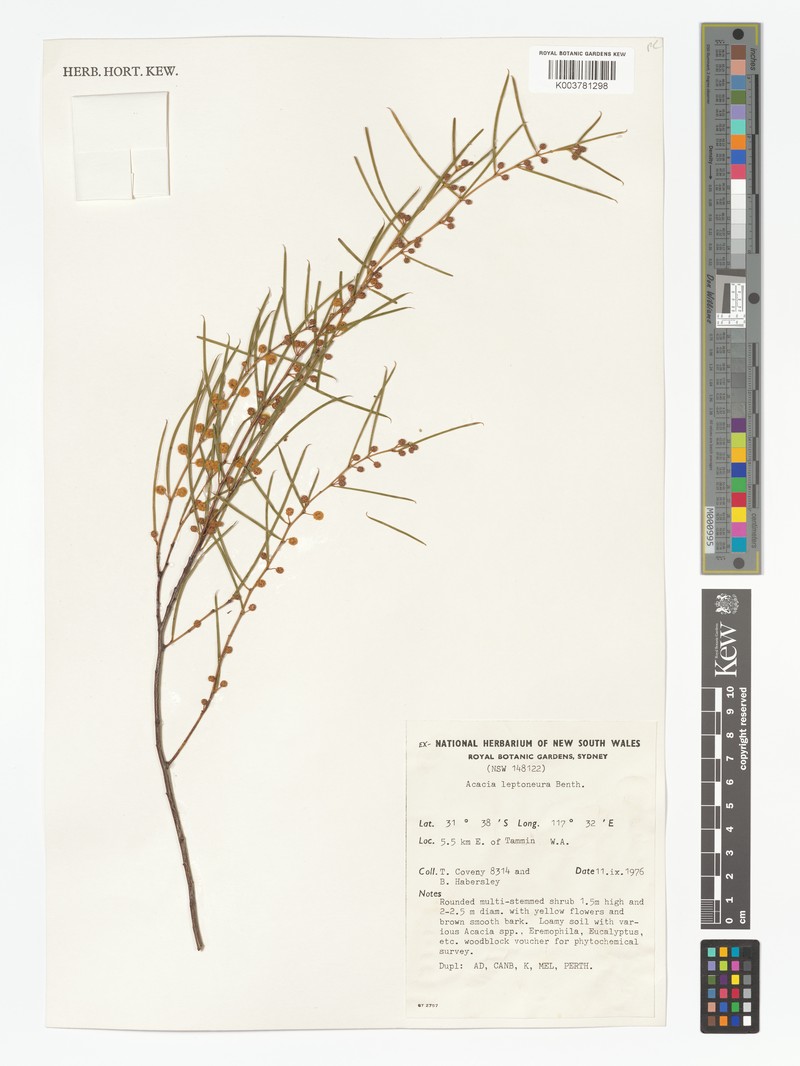Acacia leptoneura