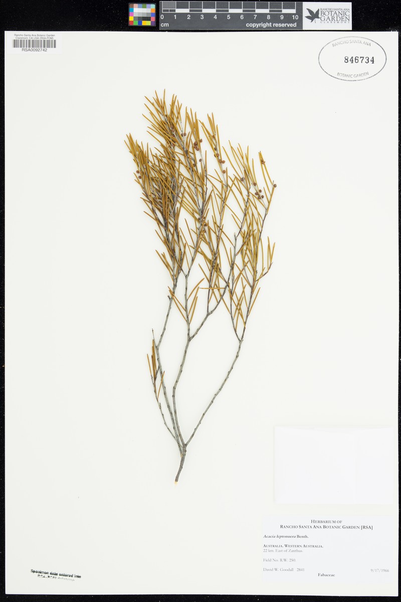 Acacia leptoneura photo 2