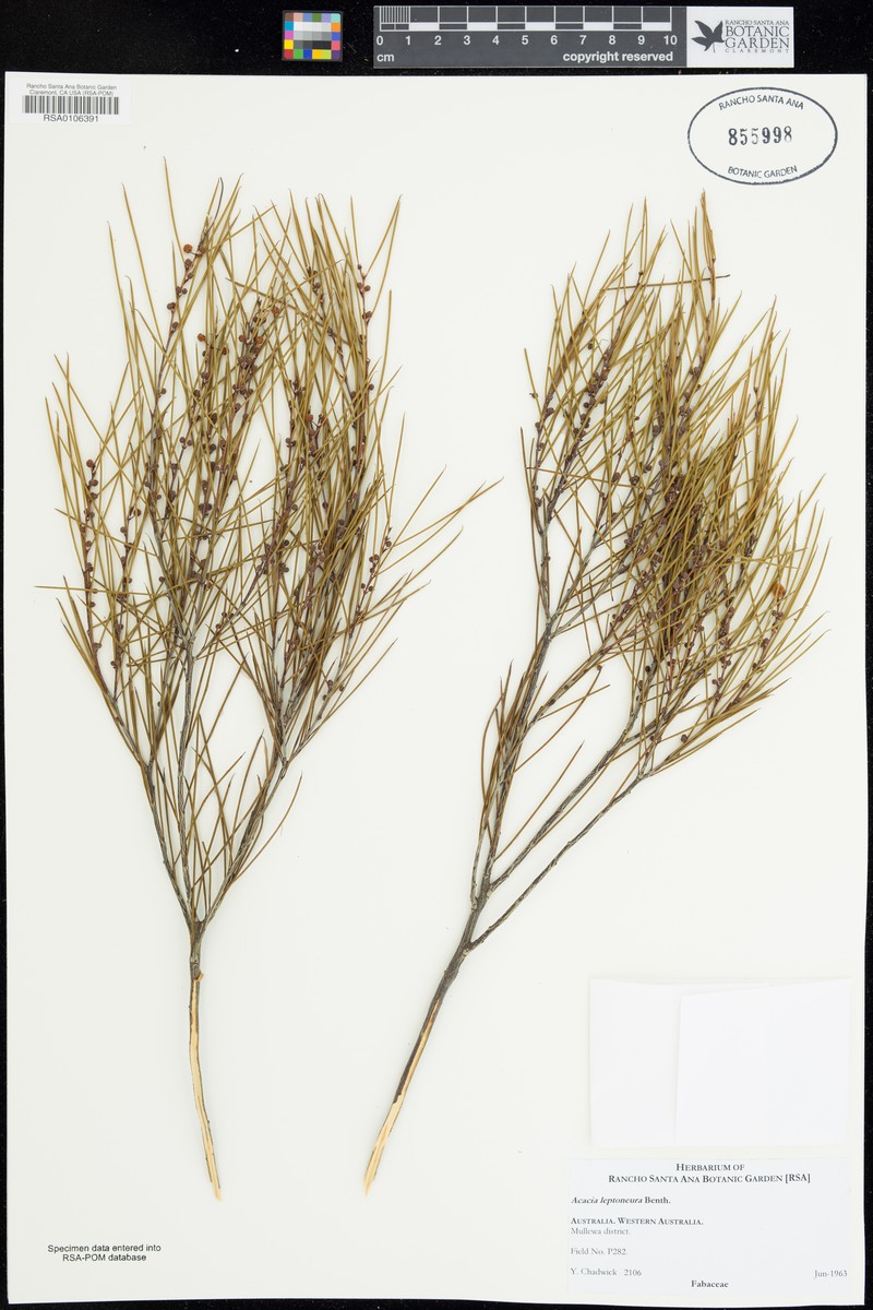 Acacia leptoneura photo 3