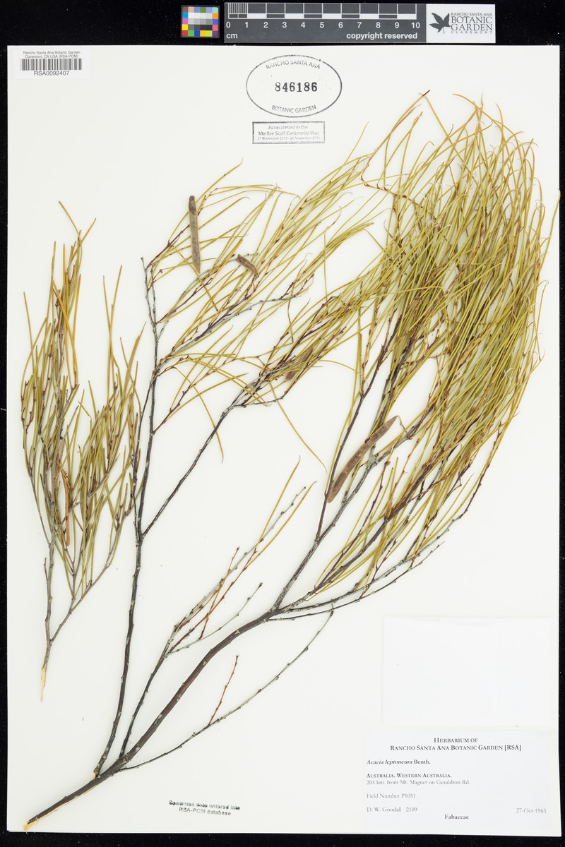 Acacia leptoneura photo 4