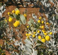 Acacia leptopetala