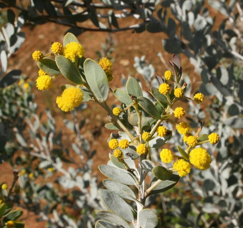 Acacia leptopetala