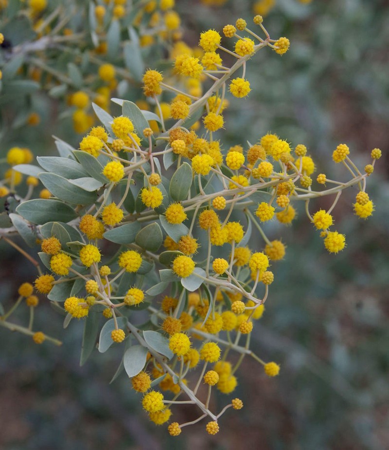 Acacia leptopetala photo 3