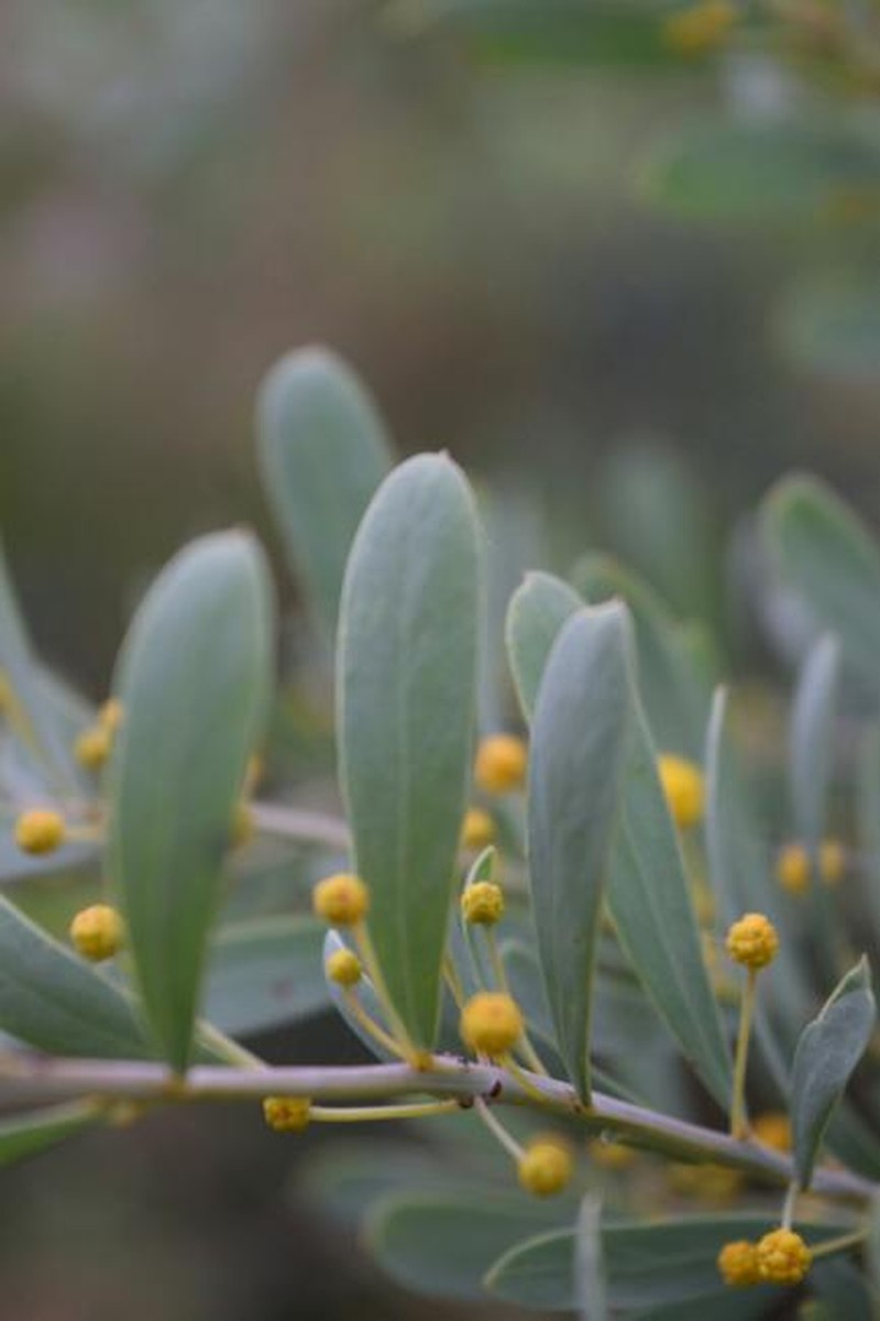 Acacia leptopetala photo 5