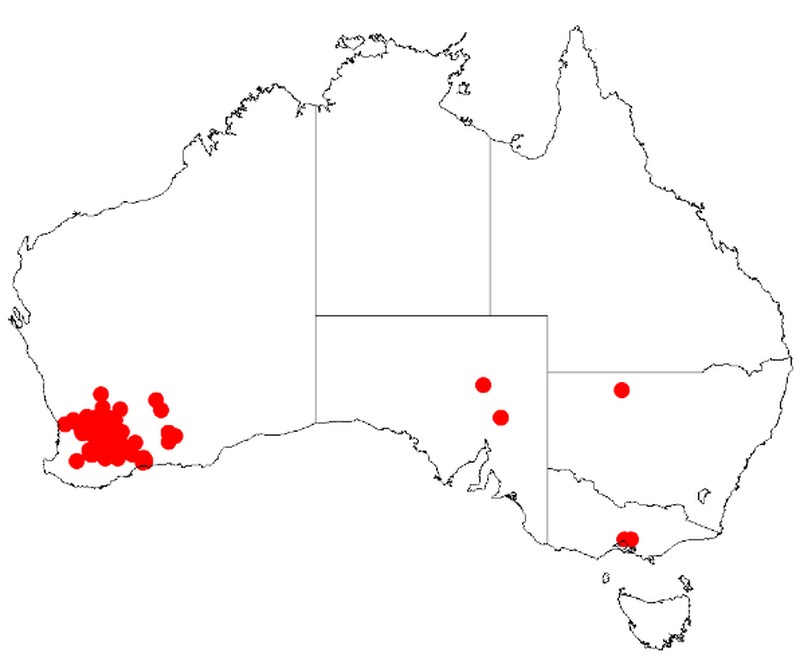 Acacia leptopetala