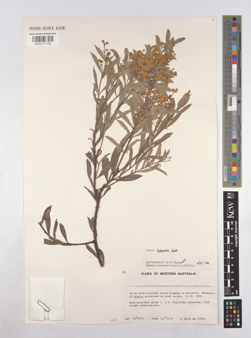 Acacia leptopetala photo 2
