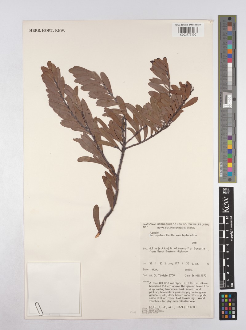 Acacia leptopetala photo 3