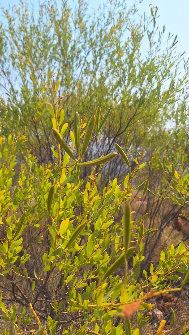 Acacia leptophleba photo 3