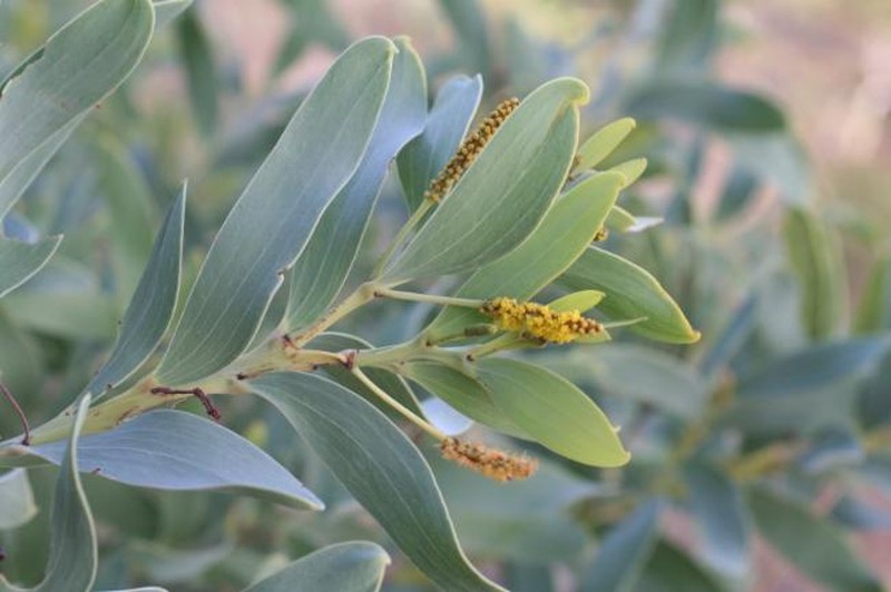 Acacia leptophleba photo 4