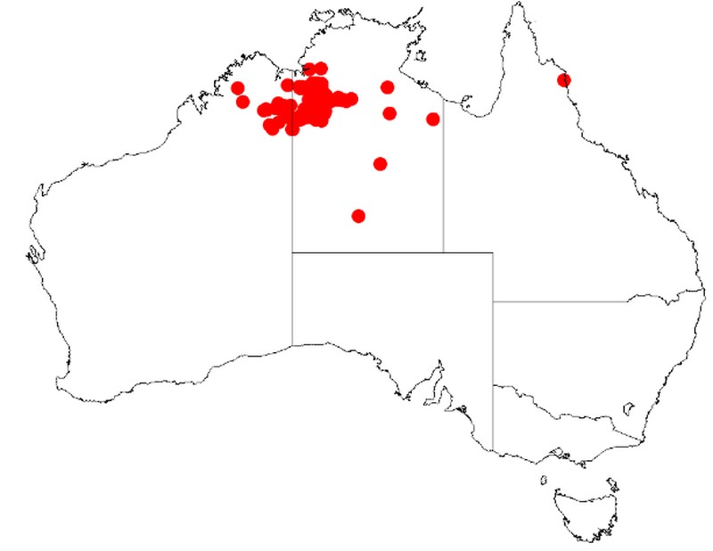 Acacia leptophleba