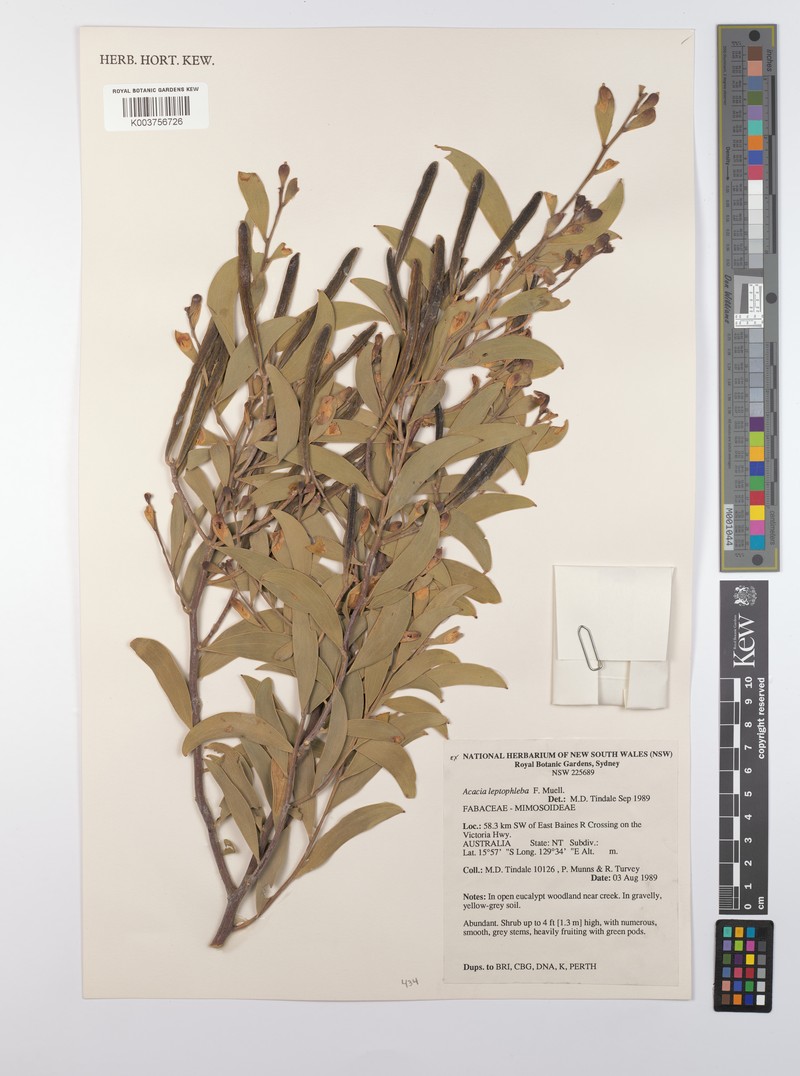 Acacia leptophleba photo 2
