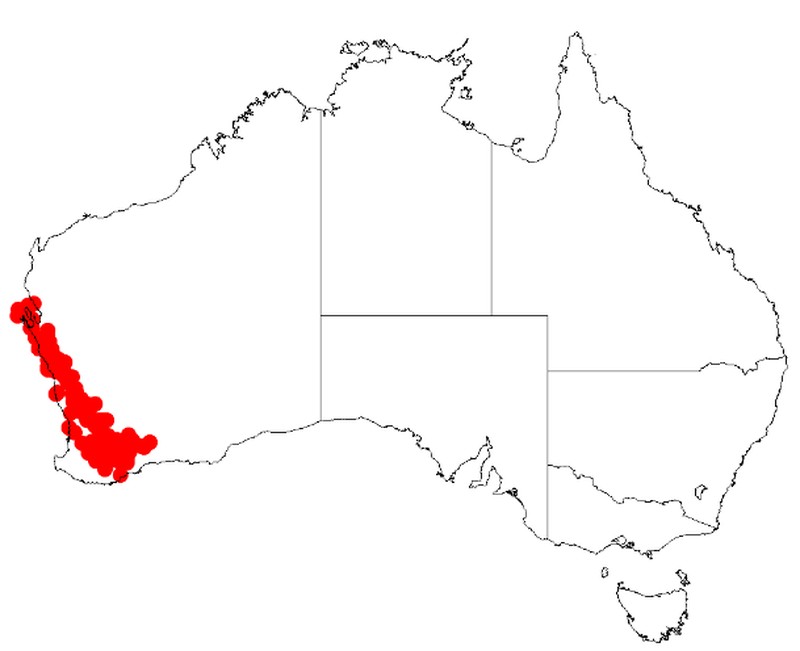 Acacia leptospermoides