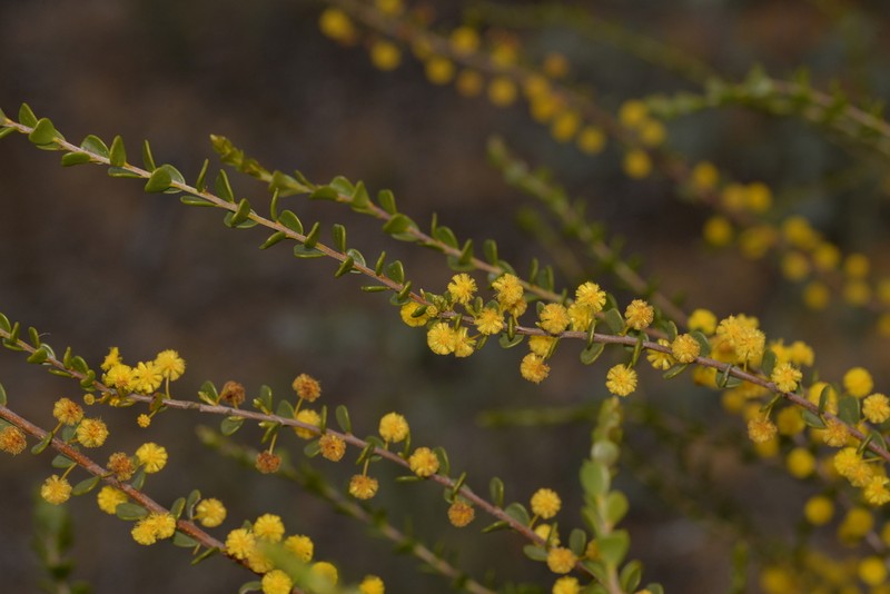 Acacia leptospermoides photo 2
