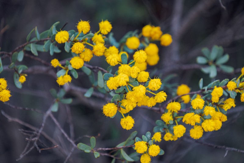 Acacia leptospermoides photo 3