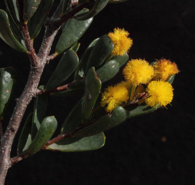 Acacia leptospermoides photo 4