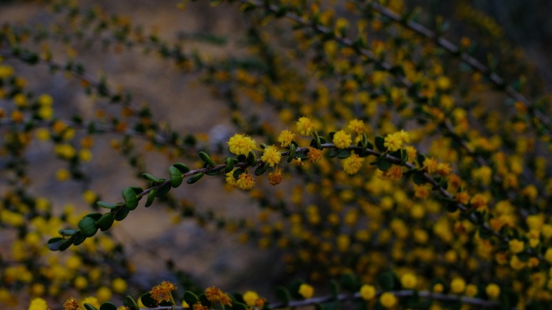 Acacia leptospermoides photo 5