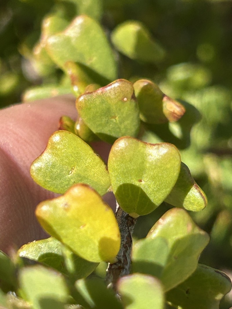 Acacia leptospermoides photo 7