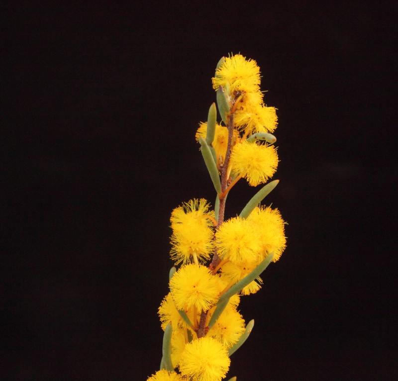 Acacia leptospermoides subsp. leptospermoides photo 2