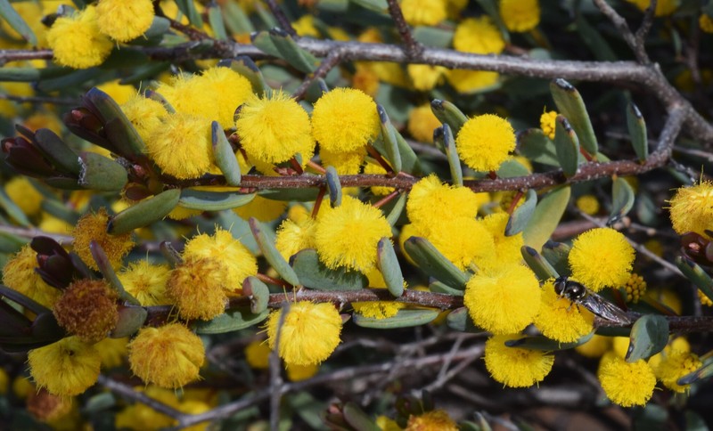 Acacia leptospermoides subsp. leptospermoides photo 4