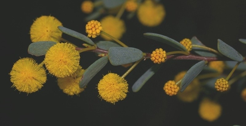 Acacia leptospermoides subsp. leptospermoides photo 5