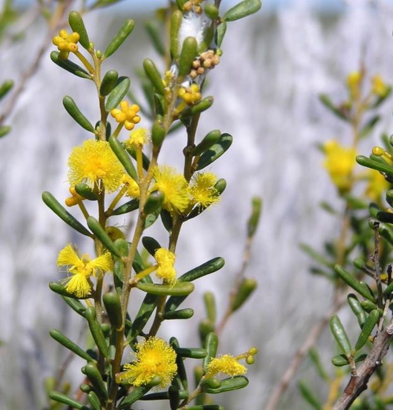 Acacia leptospermoides subsp. leptospermoides photo 6
