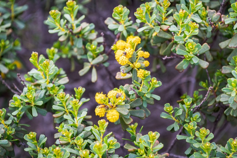 Acacia leptospermoides subsp. leptospermoides