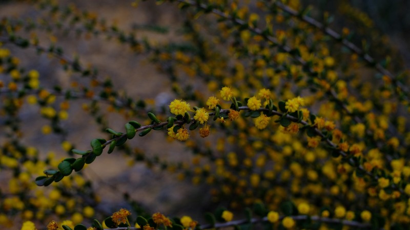 Acacia leptospermoides subsp. obovata photo 3