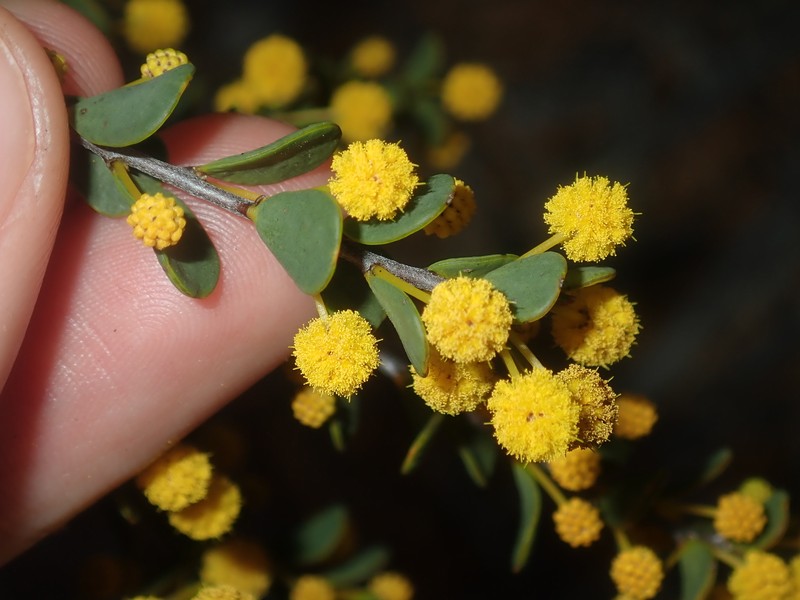 Acacia leptospermoides subsp. obovata photo 4
