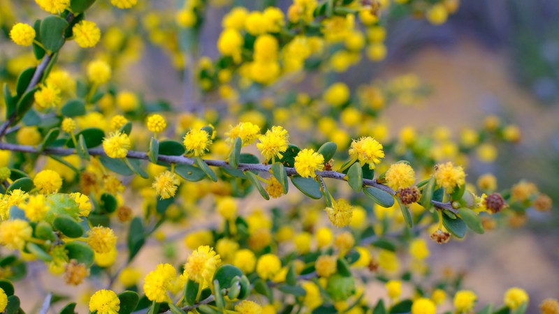 Acacia leptospermoides subsp. obovata photo 5