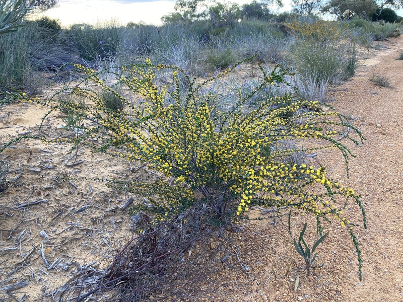 Acacia leptospermoides subsp. obovata