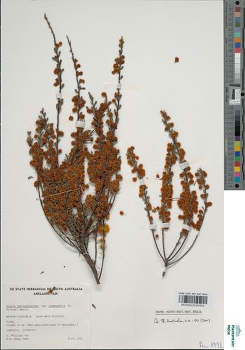 Acacia leptospermoides subsp. psammophila