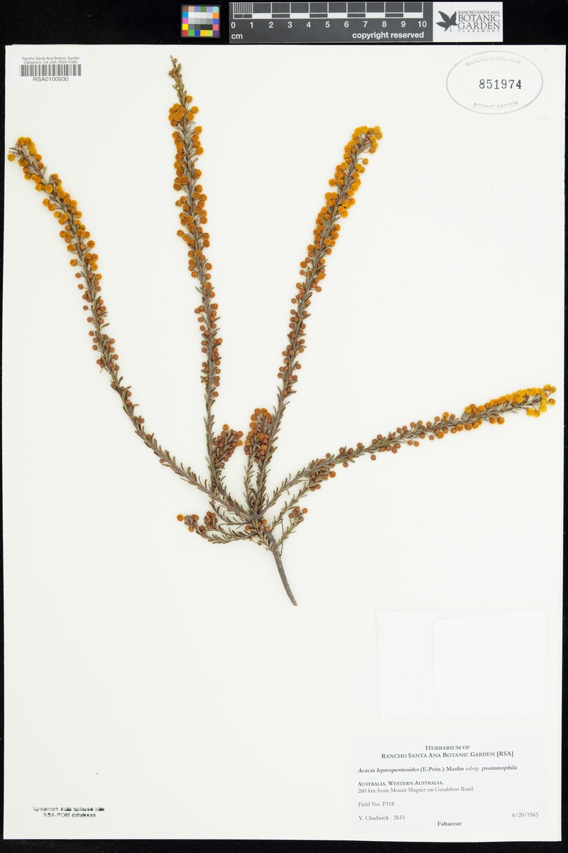 Acacia leptospermoides subsp. psammophila photo 2