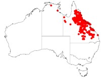 Acacia leptostachya