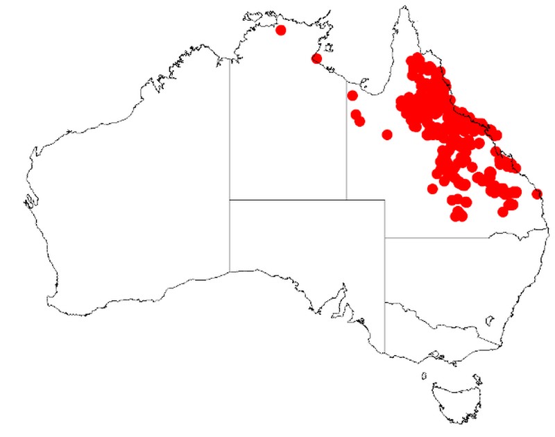 Acacia leptostachya