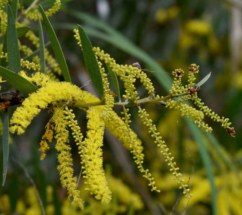Acacia leptostachya photo 2