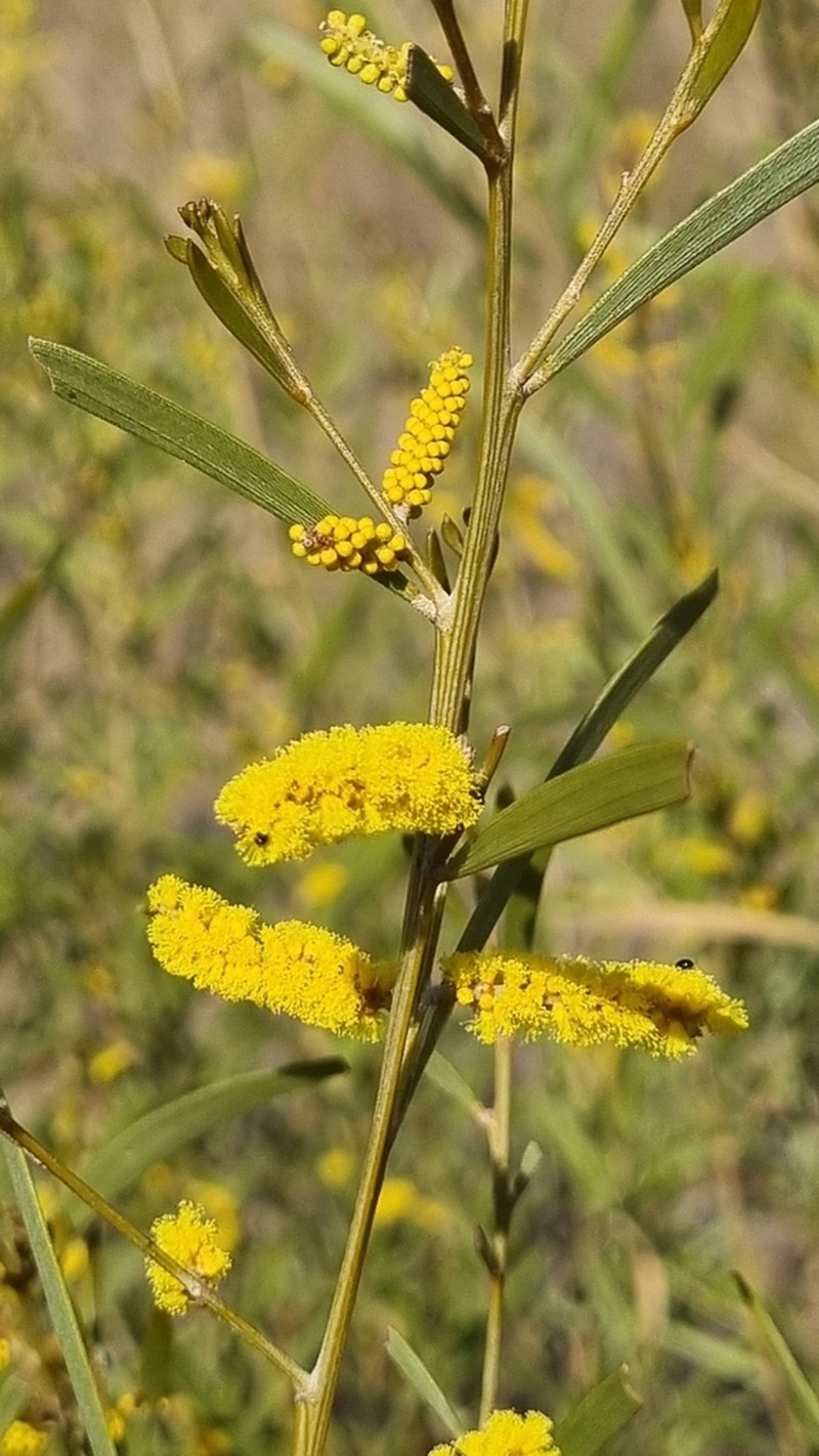 Acacia leptostachya photo 3
