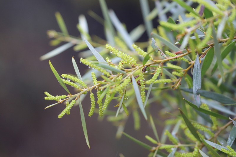 Acacia leptostachya photo 4