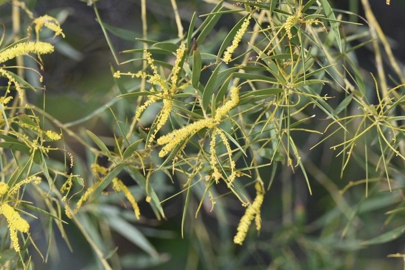 Acacia leptostachya photo 5