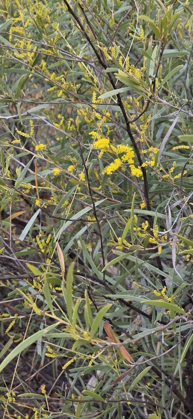 Acacia leptostachya photo 6