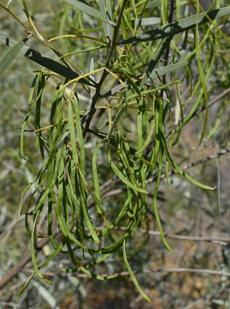 Acacia leptostachya photo 7