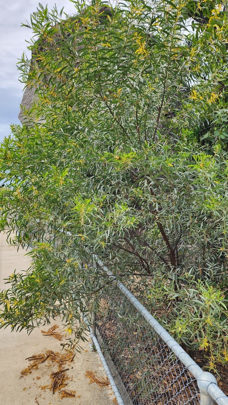 Acacia leptostachya photo 8