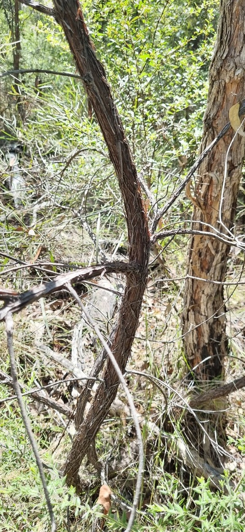 Acacia lespedleyi