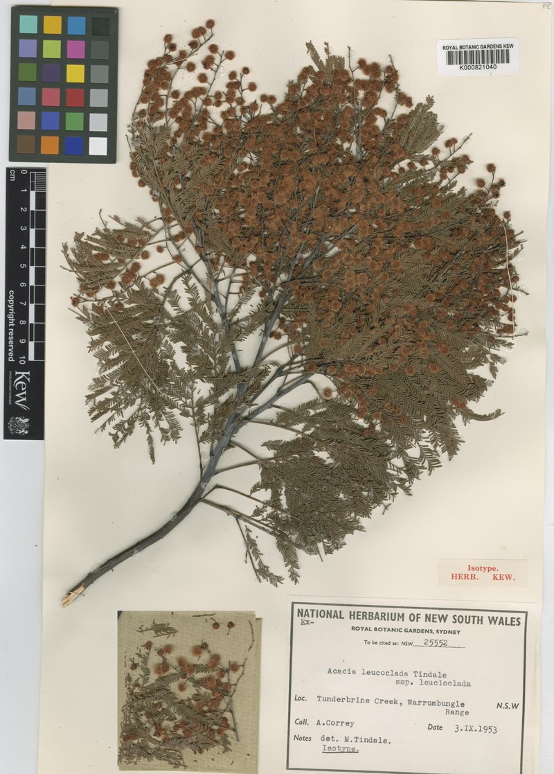 Acacia leucoclada