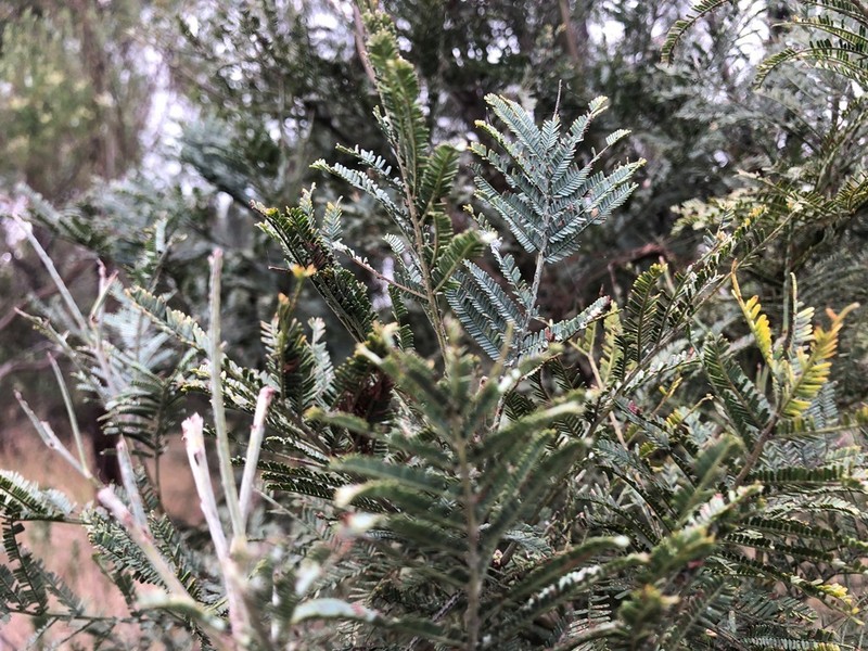 Acacia leucoclada photo 2