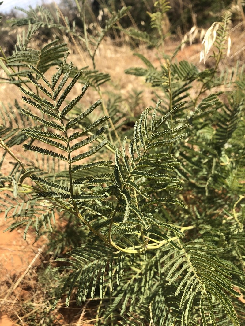 Acacia leucoclada photo 3