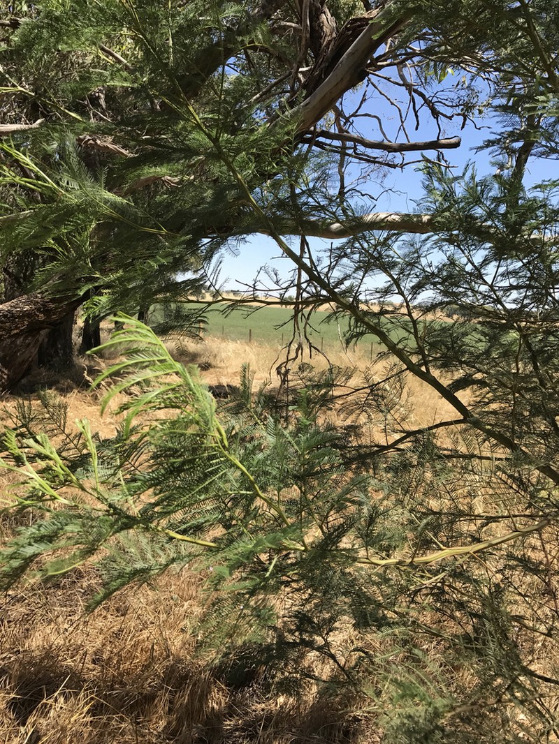 Acacia leucoclada photo 4